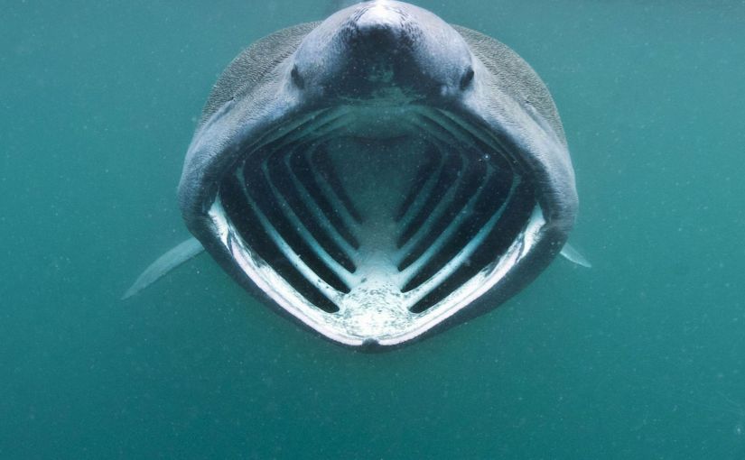 Basking shark – Cetorhinus maximus